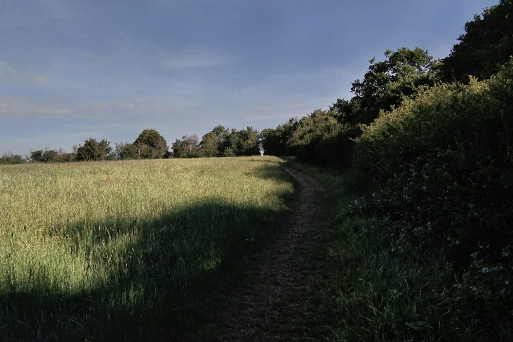 green grass field under blue sky during daytime