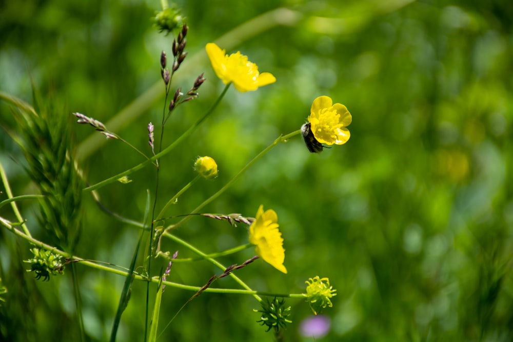 yellow flower in tilt shift lens