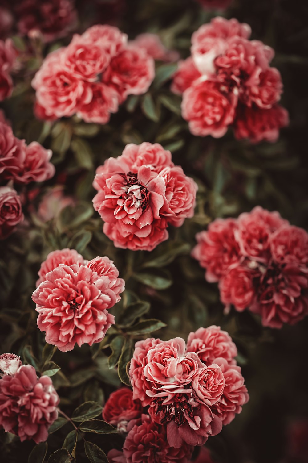 pink flowers in tilt shift lens