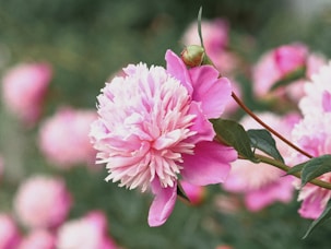 pink flower in tilt shift lens