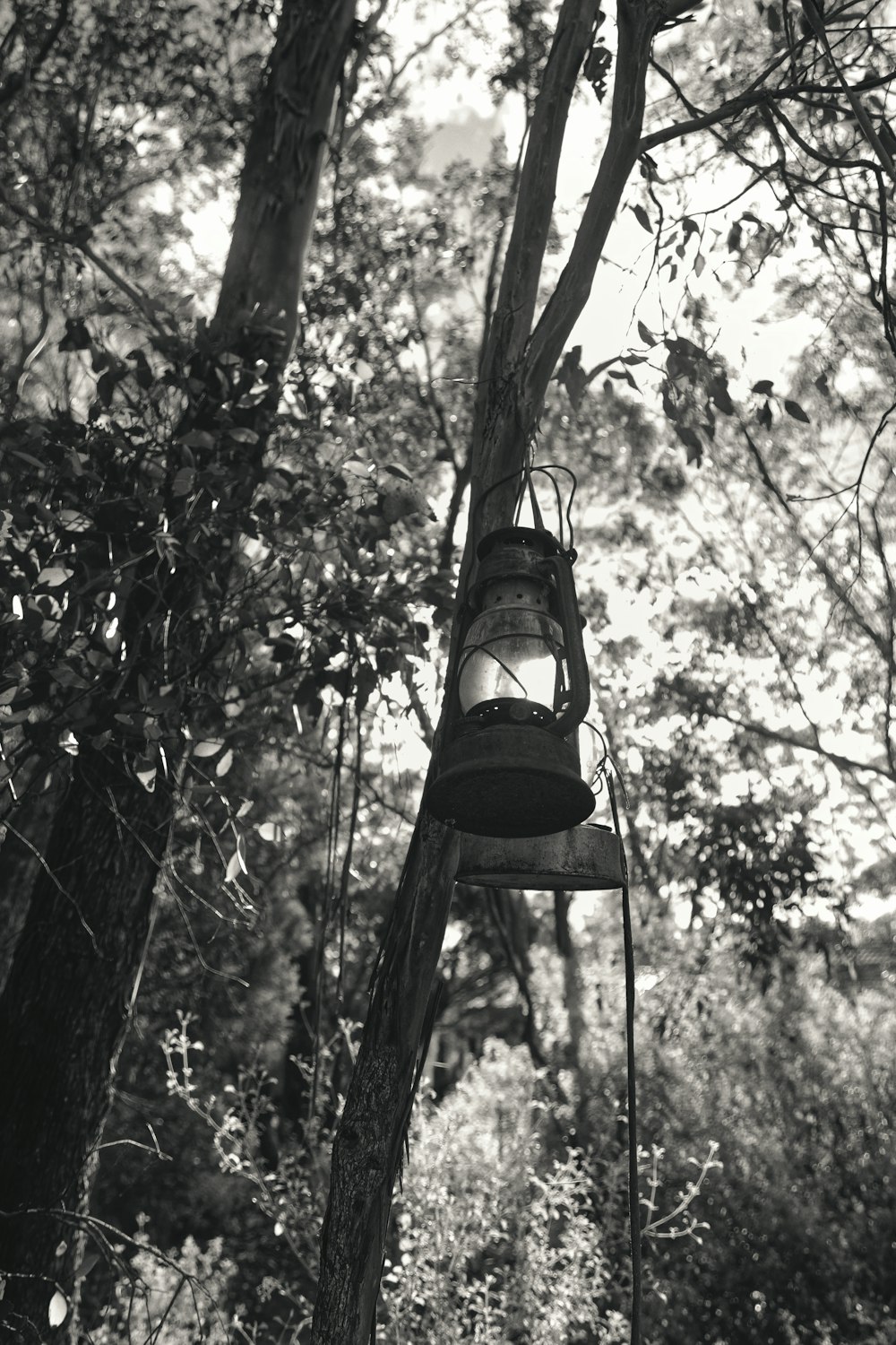 grayscale photo of lantern hanging on tree