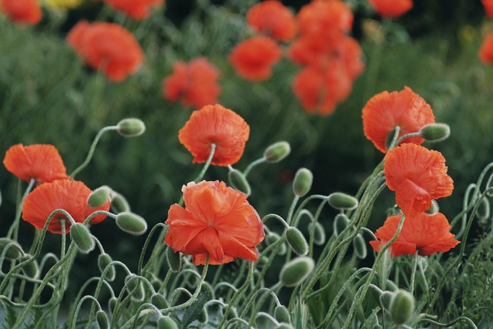 red flowers in shallow focus lens