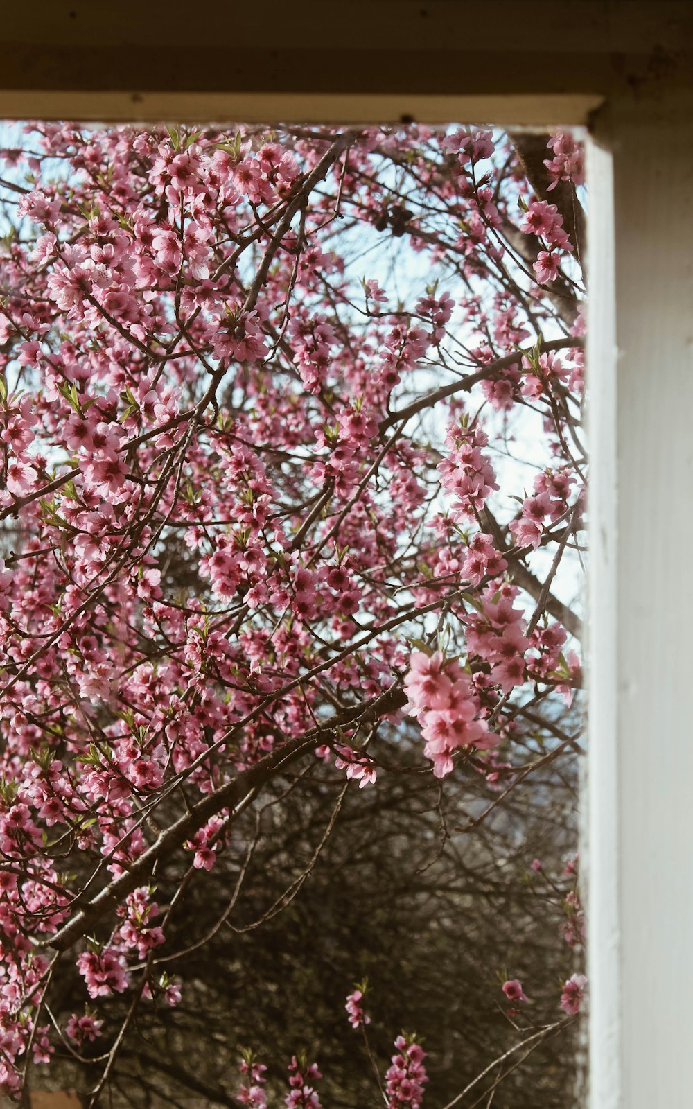 pink cherry blossom tree during daytime