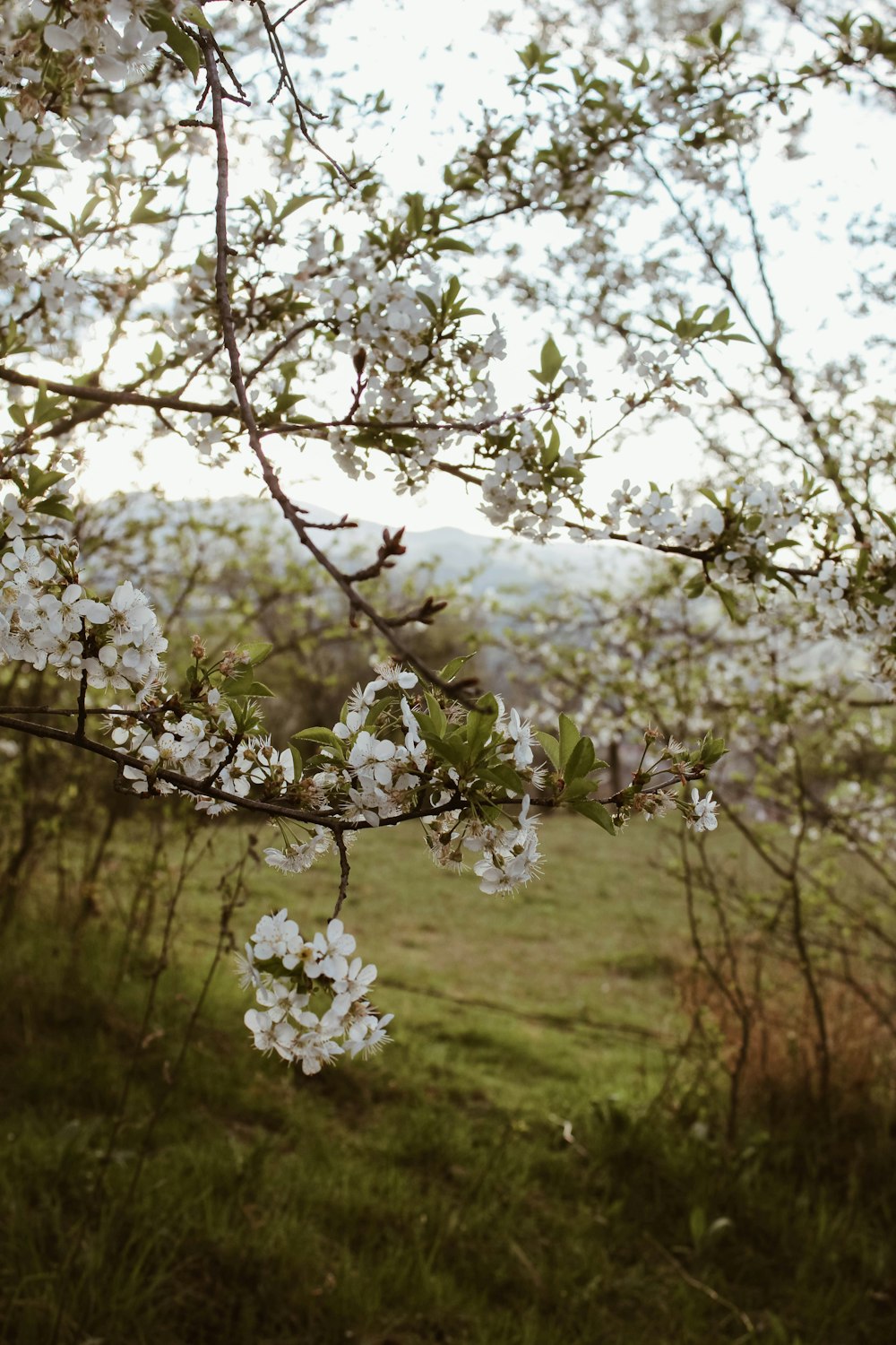 white cherry blossom tree during daytime