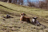 Goats resting near a green hillside with farmers in the background