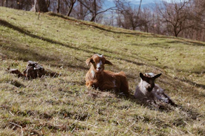 Goats resting near a green hillside with farmers in the background
