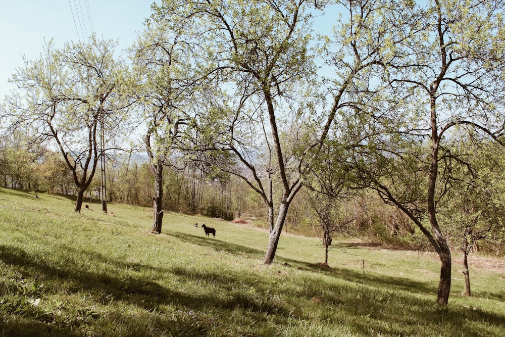 green grass field with trees during daytime