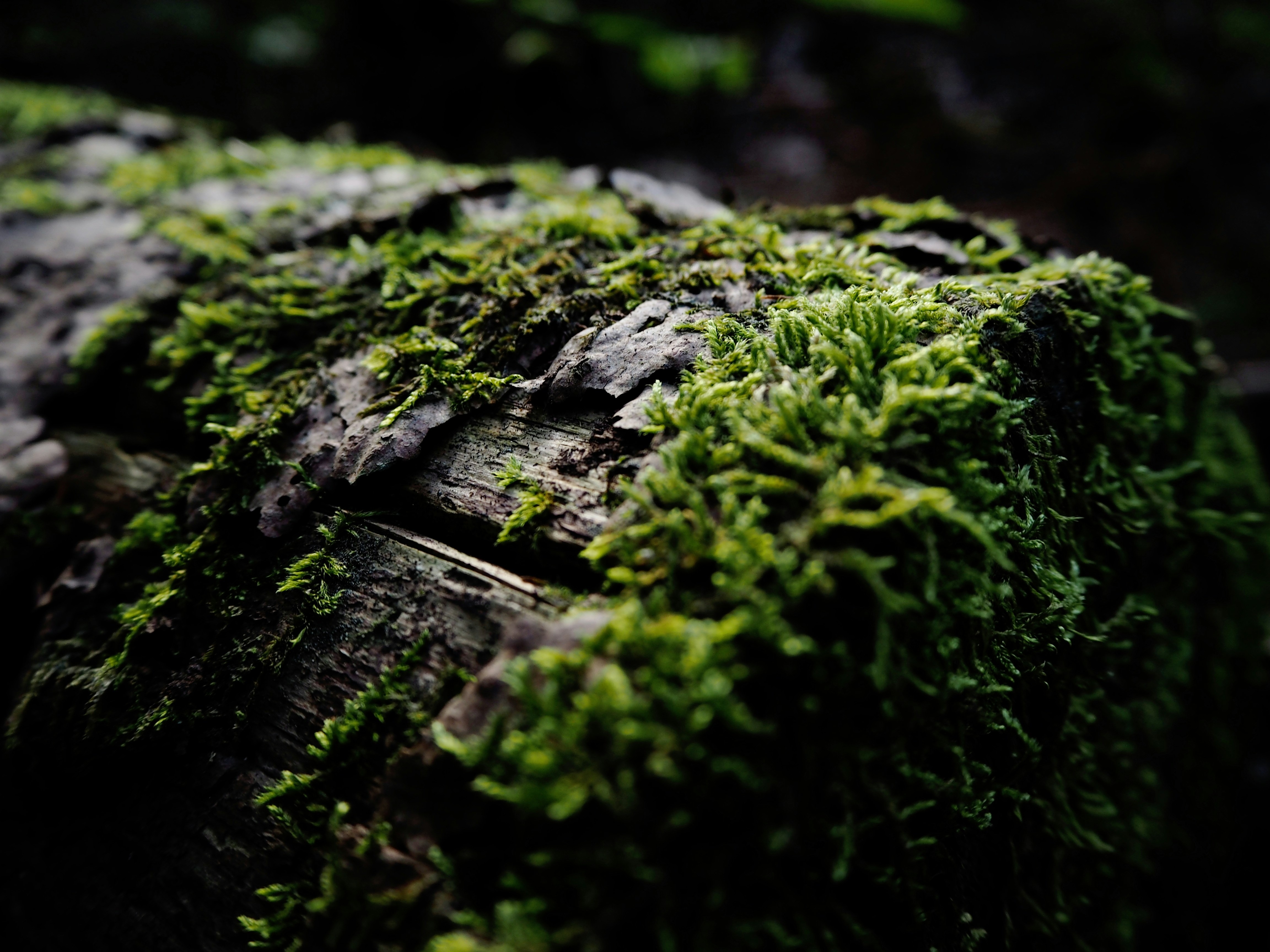 Photo by katysdreams