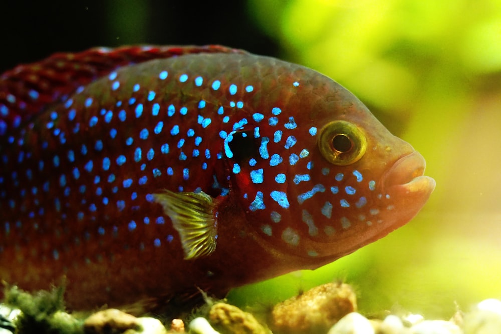 blue and white polka dot fish