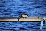 black and white duck on brown wooden dock during daytime