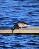 black and white duck on brown wooden dock during daytime