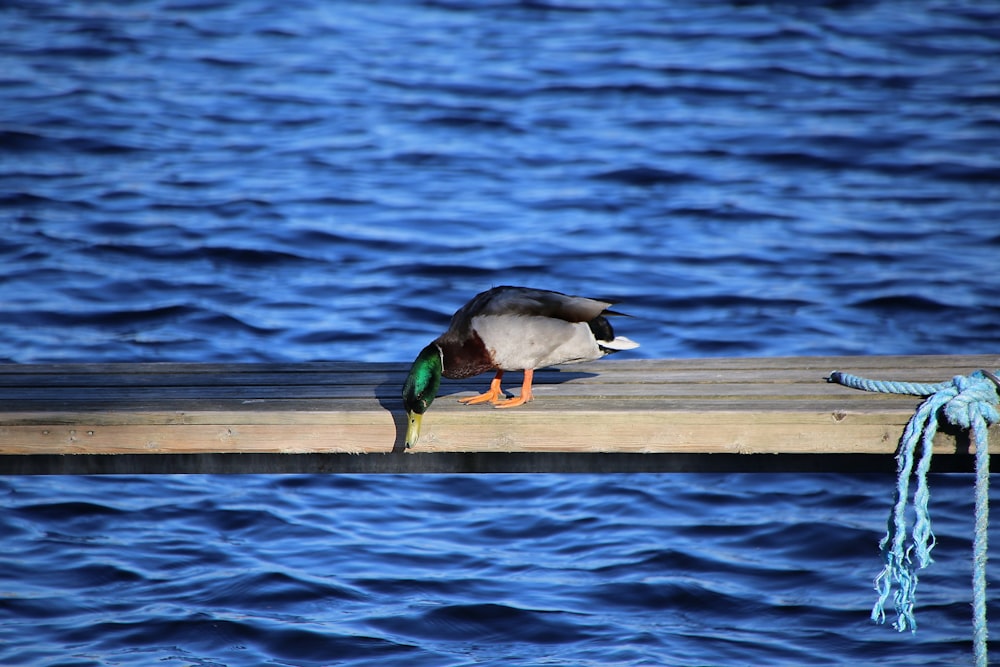 Schwarze und weiße Ente tagsüber auf braunem Holzsteg