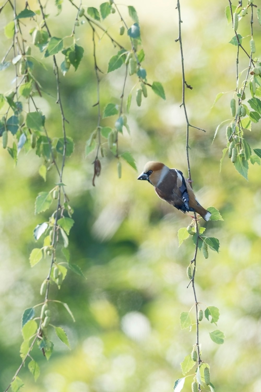 brown and blue bird on tree branch during daytime