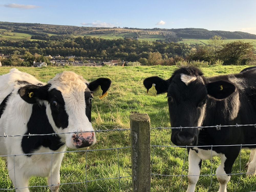 white and black cow on green grass field during daytime