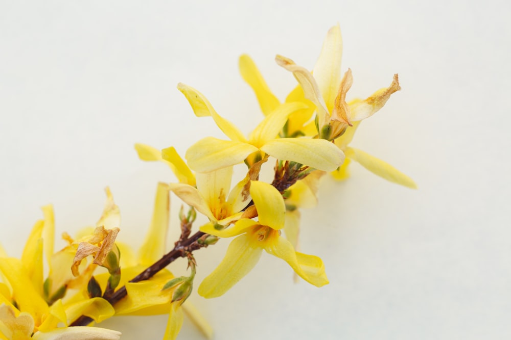 yellow flower in close up photography