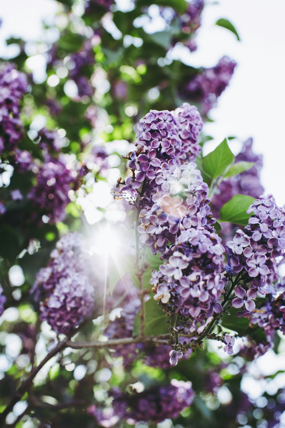 purple flowers with green leaves