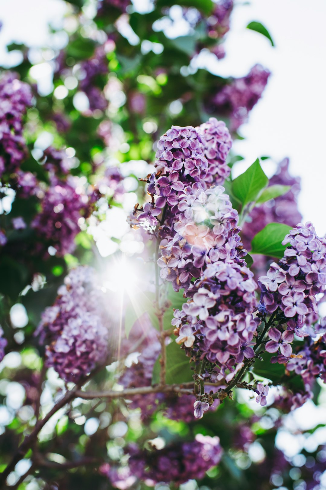 purple flowers with green leaves