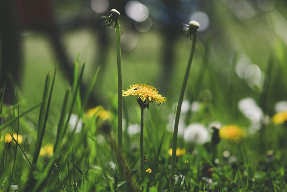 yellow and white flower in tilt shift lens