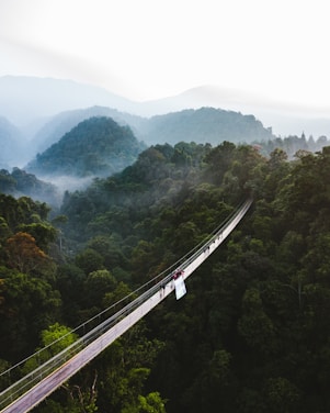 white and black bridge over green forest during daytime