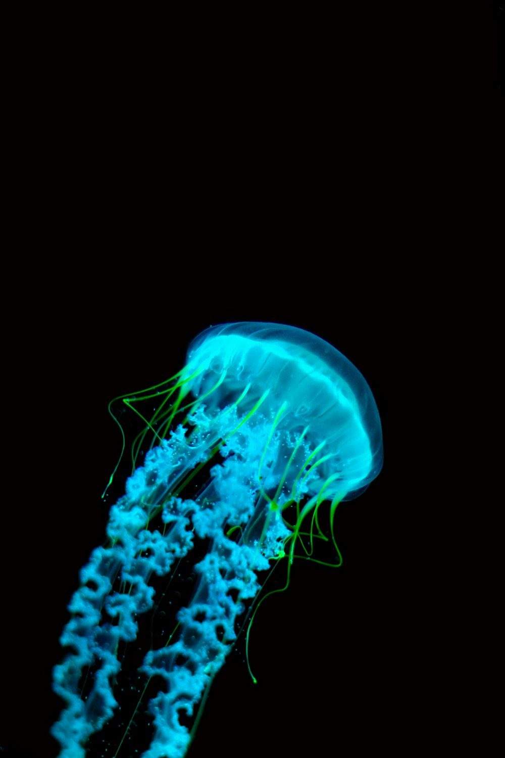 blue jellyfish in white background