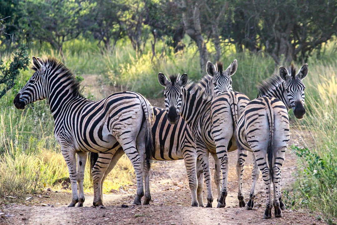 Wildlife photo spot Pongola Hluhluwe–iMfolozi Park