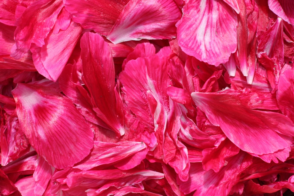 pink and white flower petals