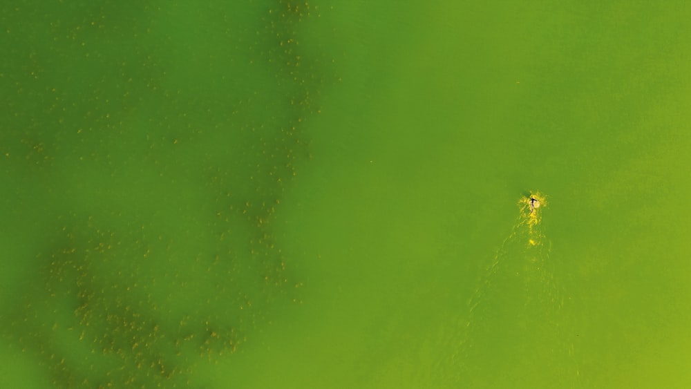 yellow spider on green wall