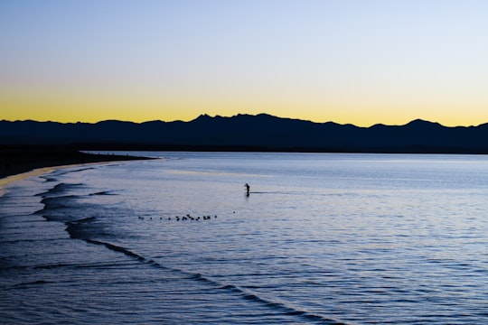 silhouette of 2 birds on sea during sunset in Tahunanui Beach New Zealand