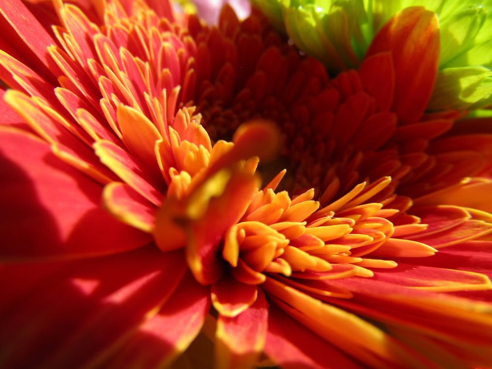 pink and yellow flower in macro photography