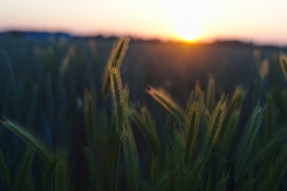 green grass field during sunset