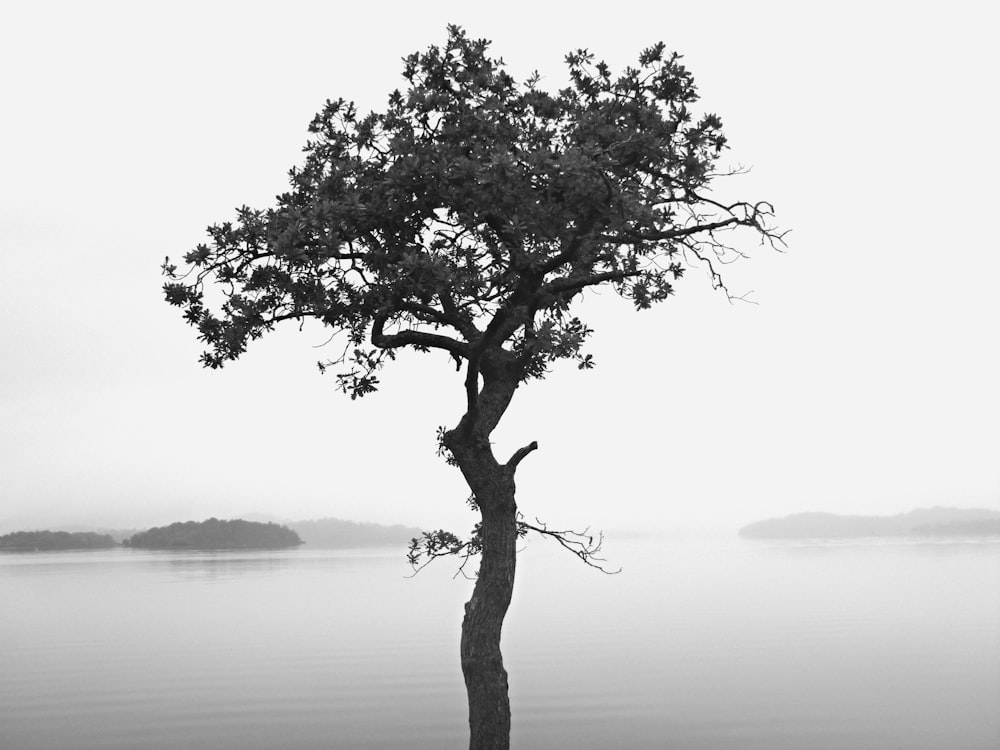grayscale photo of tree near body of water