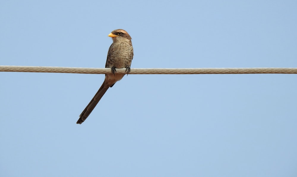 brown bird on brown wire during daytime