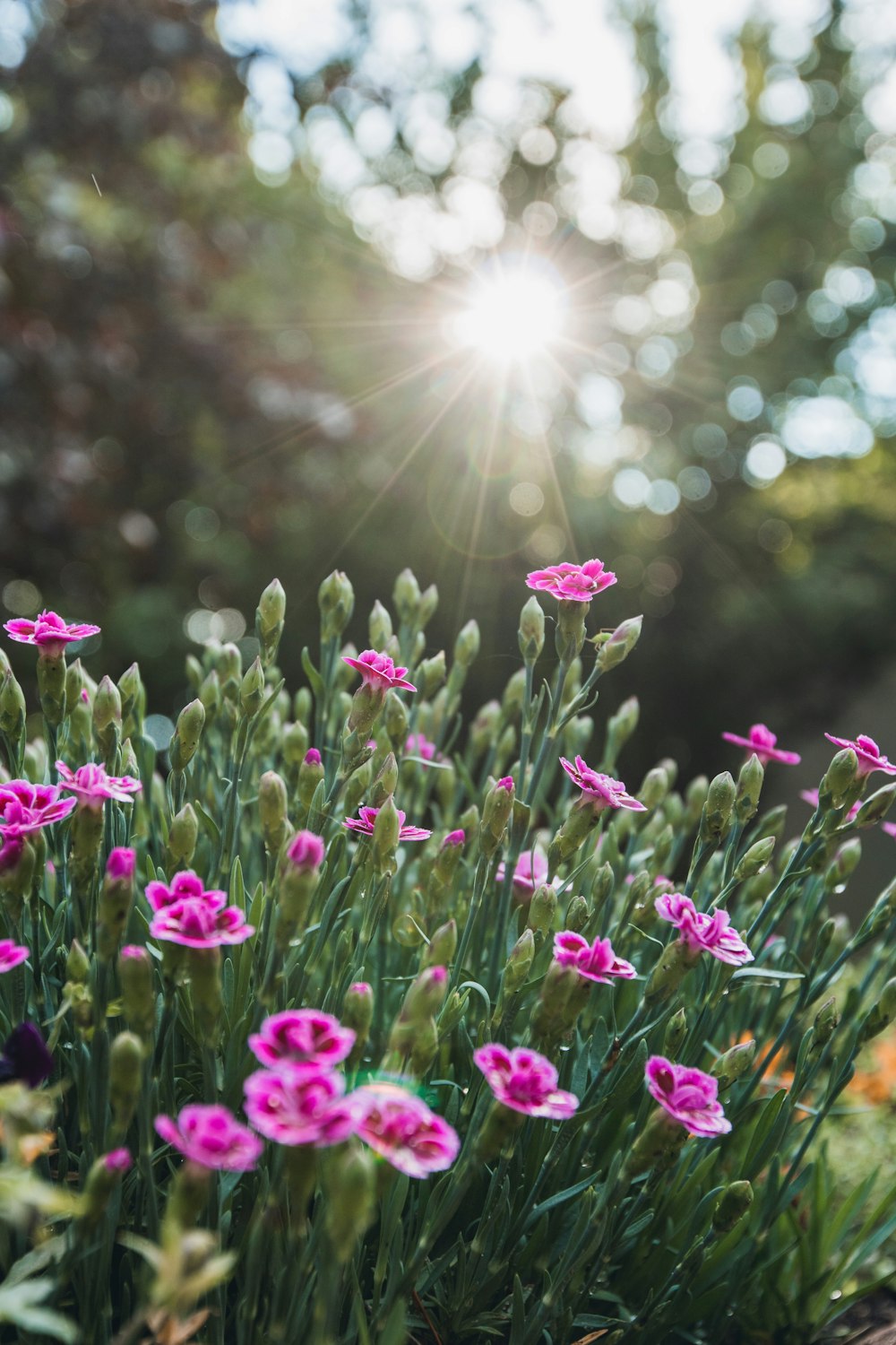 purple flowers in tilt shift lens