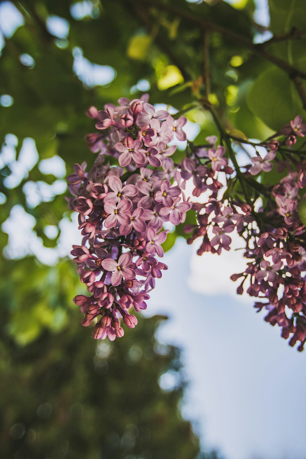 pink flowers in tilt shift lens