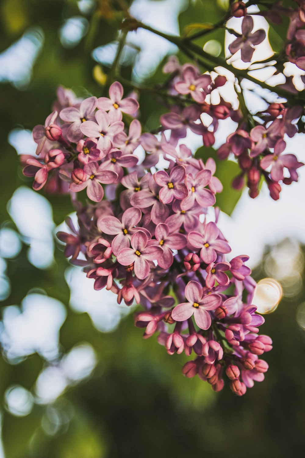 pink flowers in tilt shift lens