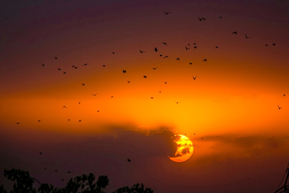 silhouette of trees during sunset