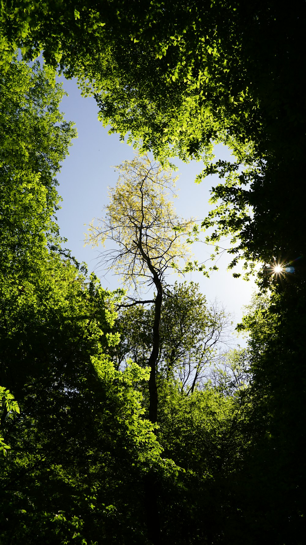 Grüne Bäume unter blauem Himmel tagsüber