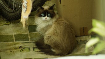 A fluffy, long-haired cat with striking blue eyes is sitting on a patterned green mat. Its coat is a mix of white and brown, and the cat looks back over its shoulder. Beside it, a bicycle wheel and parts of a cardboard box can be seen, creating a cozy, cluttered setting.