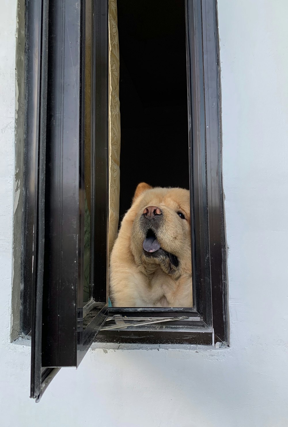 brown and white short coated dog on window