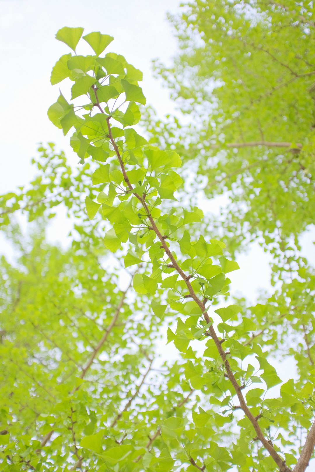 green leaves on tree branch during daytime