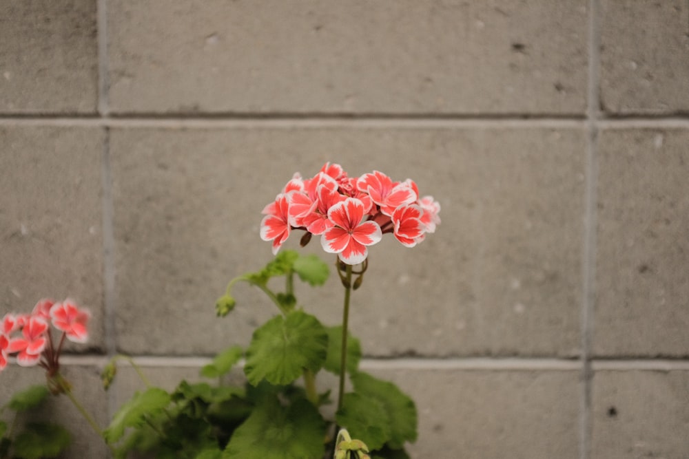 pink flower with green leaves