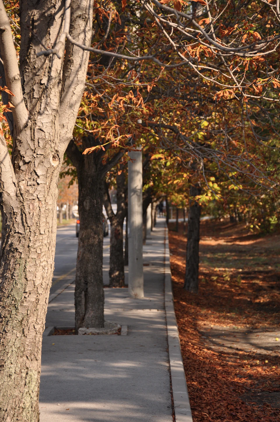 Serene autumn scene on city sidewalk with trees displaying vibrant orange and yellow hues