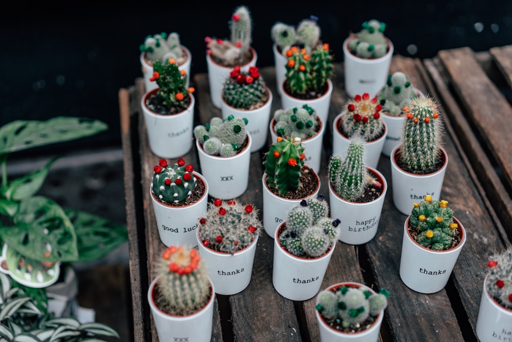 green and red cactus plants