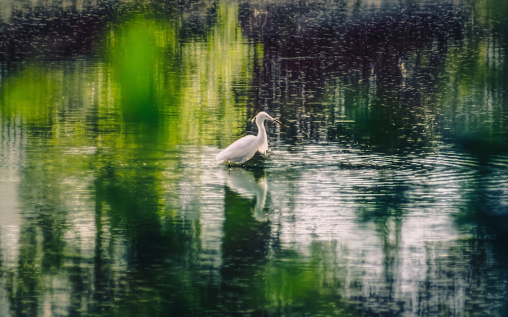 white swan on water during daytime