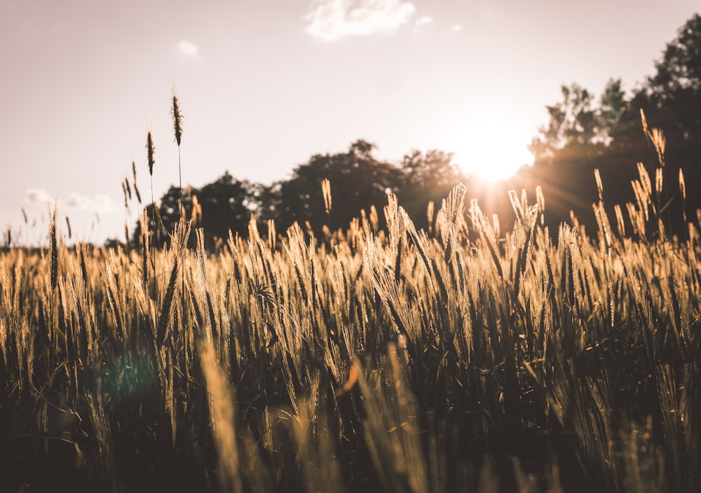 Campo de trigo marrón durante la puesta de sol