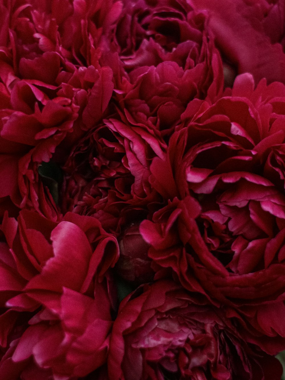 red roses in close up photography