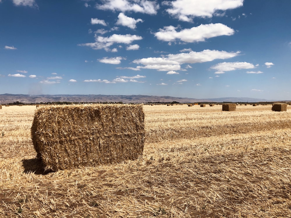 brown hays on brown field under blue sky and white clouds during daytime