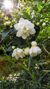 Soft jasmine flowers arranged beside a lit candle creating a peaceful ambiance.