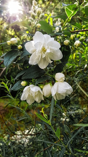 White jasmine flowers bloom amid lush green leaves, with sunlight filtering through the foliage, creating a soft, serene atmosphere.