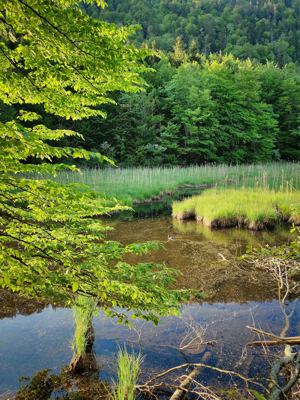 hierba verde y árboles junto al río durante el día